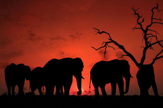 Majestic Beauty of the Wild: Exploring Elephant Art Across Cultures